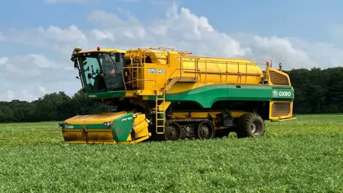 A long yellow combine harvester in a pea field.