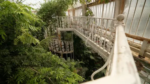 Palm House set for major renovation Kevin Church/BBC News Inside of the Palm House, a huge glass and iron structure. This shows the top level of the building, with an ornate spiral staircase and platform that runs next to the glass. the iron is painted white but clearly rusting. The tops of the tropical plants fill the space.