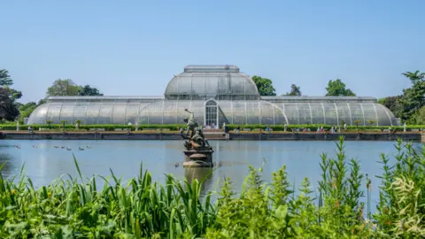 Palm House set for major renovation RBG Kew The Palm House at the Royal Botanic Gardens Kew. A large building made of iron and glass overlooks the lake and foliage.