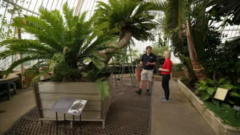 Palm House set for major renovation Kevin Church/BBC News The inside of the Palm House in Kew Gardens - a huge glass and iron structure. There is a palm-like plant called a cycad is in a large wooden pot. It has a huge stem stretching for about 4 metres with palm like fronds at the end. The BBC's Rebecca Morelle and Kew's Thomas Pickering stand next to it - the plant towers over them.