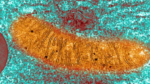 Babies from three people's DNA prevents heriditary disease Getty Images An orange sausage shaped blob on a blue grainy background