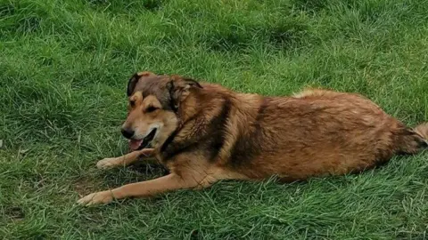 Imported dogs 'posing risk to UK', RSPCA warns Sian Keen A sandy and brown dog is lying on the grass, its tongue is out and it looks calm