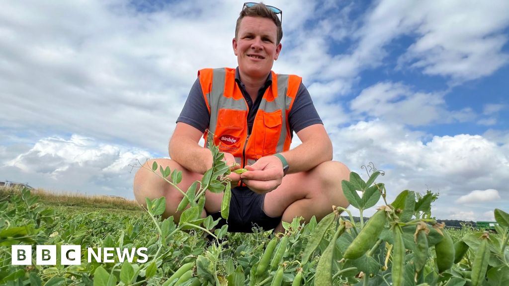 67a7aae0 66e9 11f0 a08d 214bf7cc019d Pea shortage fears over earliest harvest in 14 years