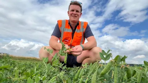 BBC Man wearing an orange high-vis vest over a blue t-shirt and shorts, a pair of sunglasses are on the top of his head. He is kneeling in a pea field surrounded by pods and he is holding a pod of peas in his hands.