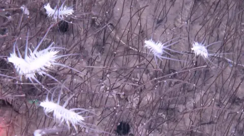 'Communities' of strange, extreme life seen for first time in deep ocean IDSSE/CAS The image is captured at depths of several kilometres in a deep ocean trench. It shows five bright white, spiky shrimp like creatures moving through what looks like reddish-brown grass. When you look more closely, each blade of grass is actually a tube worm emerging about 30cm from the sea floor.