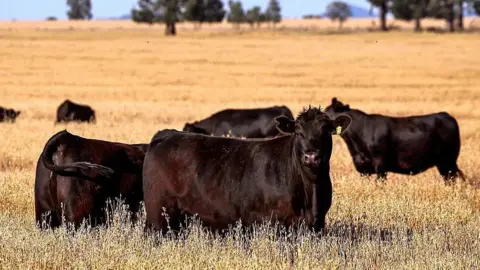 Australia to lift import ban on US beef after Trump tariffs tiff Getty Images Cattle in a paddock on a property located near the north-central New South Wales town of Gunnedah