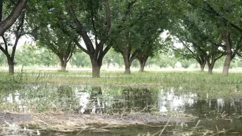 A field of walnut trees in 