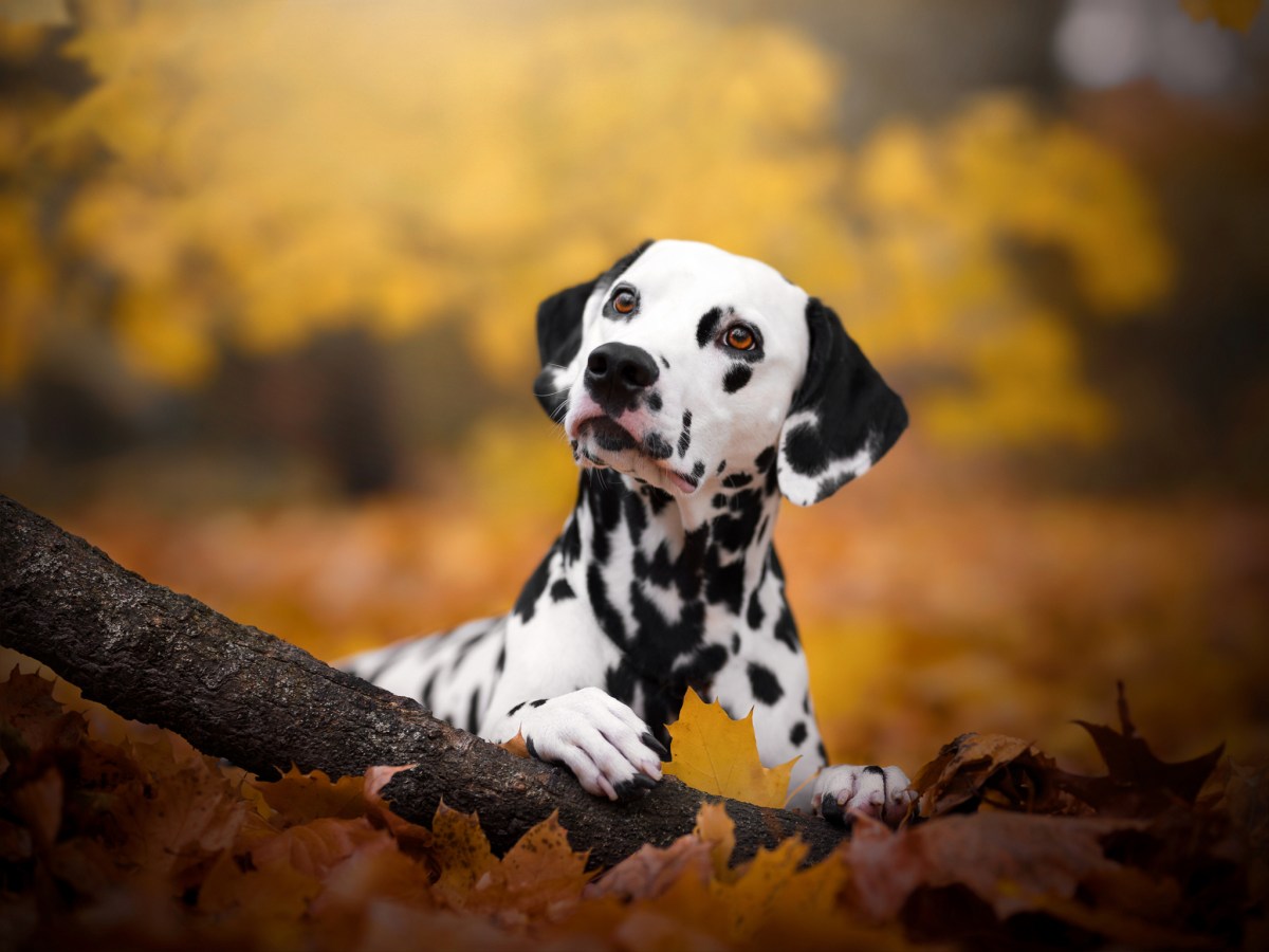 GettyImages 1357481031 Ready-made stem cell therapies for pets could be coming