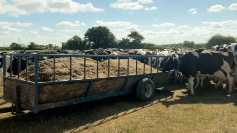 Dairy farmers face crisis as drought causes grass fails Cattle feed stood in the middle of a field with cows eating it. The black and white cows are stood on yellow grass.