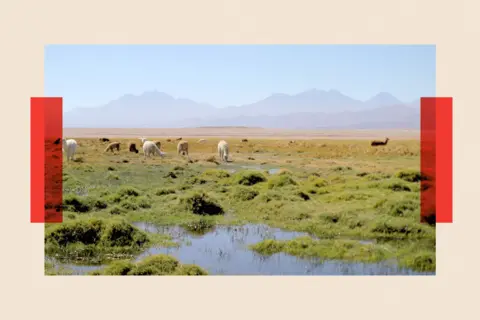 The rise of green tech is feeding another environmental crisis Ben Derico/BBC Landscape in the Vega with grass and some animals grazing in the distance