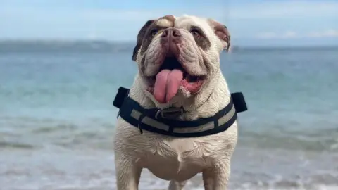 Your new banknote ideas - from British Bulldogs to Fawlty Towers Julie Dudley the Bulldog on Cawsand Beach in Cornwall with the sea in the background