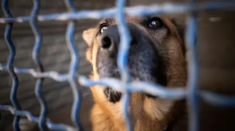 Imported dogs 'posing risk to UK', RSPCA warns Getty Images A dog with a brown coat and a dark brown nose and big brown eyes looks out from behind crossed bars