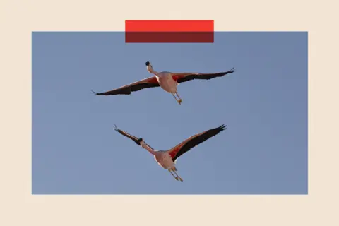 The rise of green tech is feeding another environmental crisis Lucas Aguayo Araos/Anadolu Agency via Getty Images Flamingos fly in Laguna Chaxa in Salar de Atacama, Chile