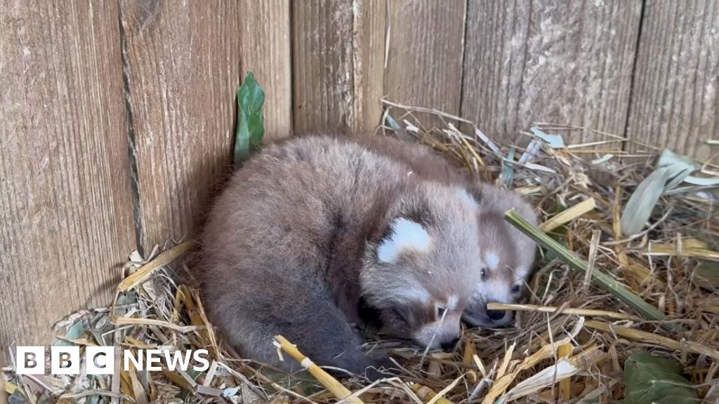 c9beb140 6b87 11f0 af20 030418be2ca5 Red panda twins born in Isle of Wight zoo breeding programme
