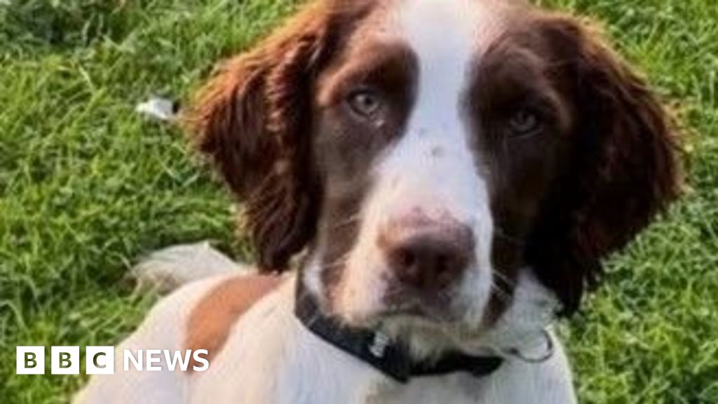 d8ef2050 641b 11f0 89ea 4d6f9851f623 Dog who helped police Queen's funeral dies in crash