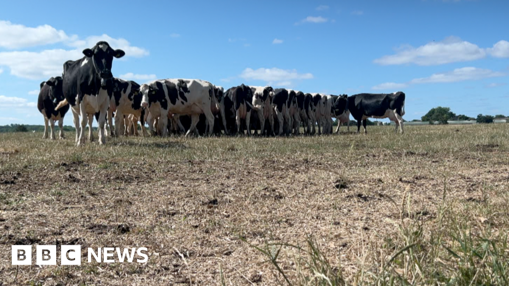 e8936880 5daf 11f0 994b 7bf5a5074c2f Dairy farmers face crisis as drought causes grass fails