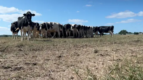 Dairy farmers face crisis as drought causes grass fails BBC A group of cows stood on yellow grass with a blue sky in the background.