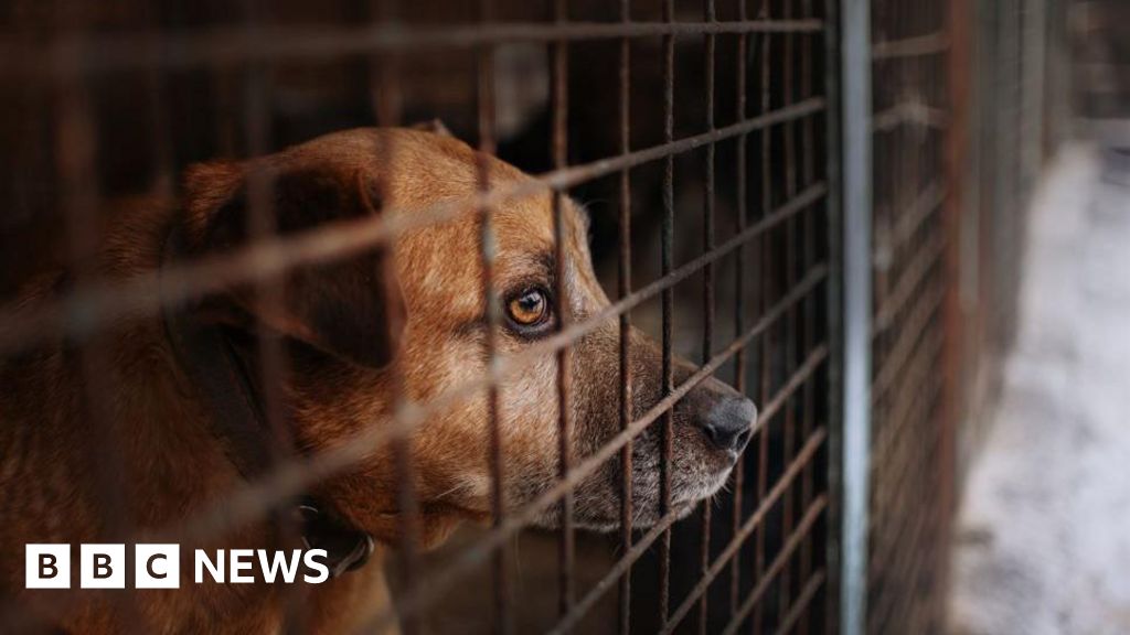 fddd4180 67db 11f0 bd11 e1b32ef27f62 Imported dogs 'posing risk to UK', RSPCA warns