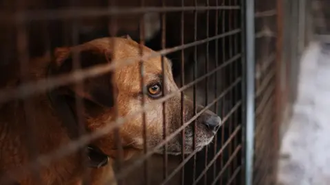 Imported dogs 'posing risk to UK', RSPCA warns Getty Images A sandy coloured dog looks out from behind the brown crossed bars of a cage