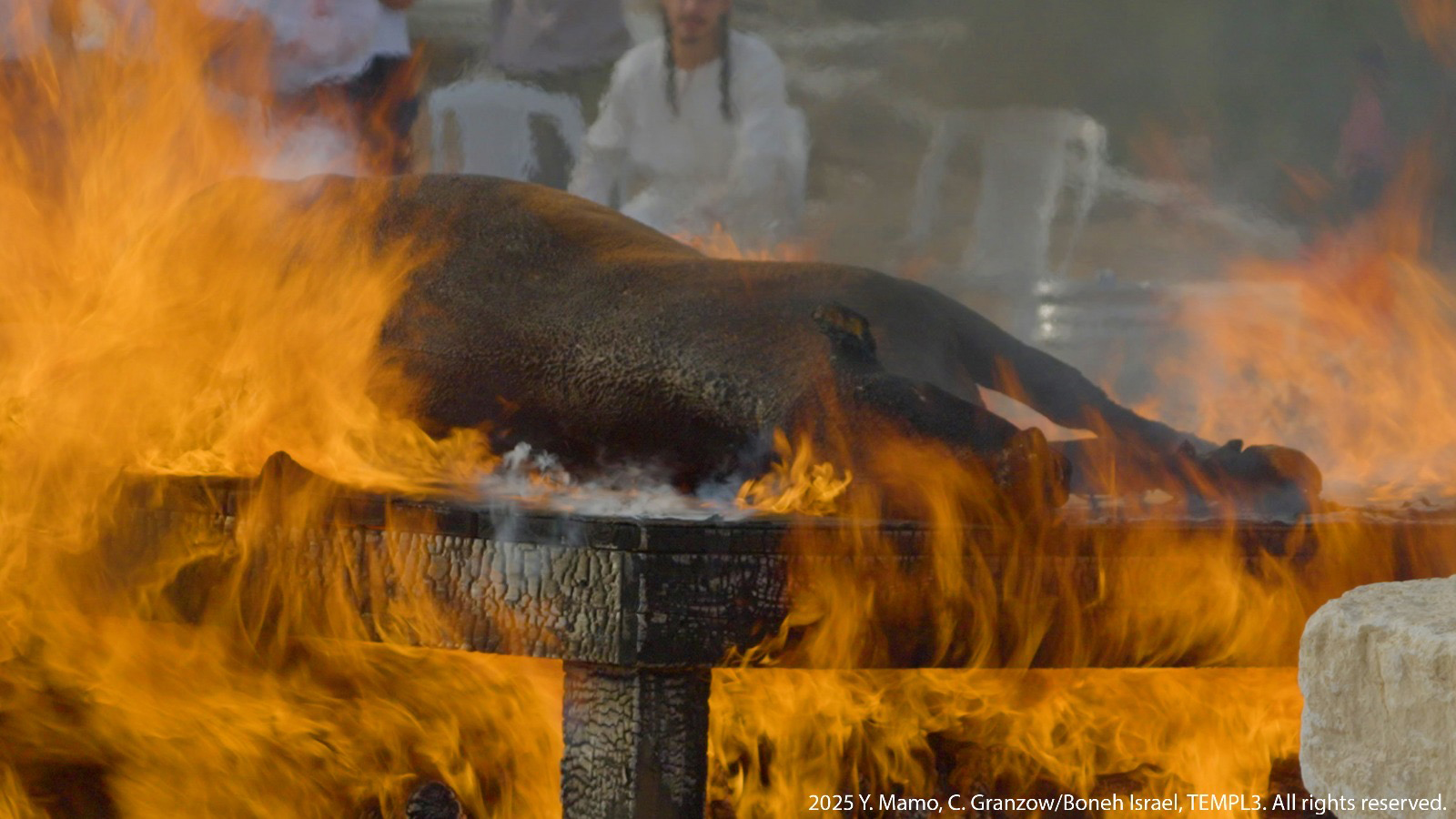 webRNS Red Heifer1 Evangelicals rehearse ancient red heifer ritual linked to Jerusalem temple prophecy