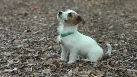 Alongside the heatwave, are we seeing an early autumn in the UK? Tim Dodd/BBC A Jack Russell puppy, with a white body and brown marks on its head, and wearing a green collar looks up. It is sitting in brown leaves on the ground.