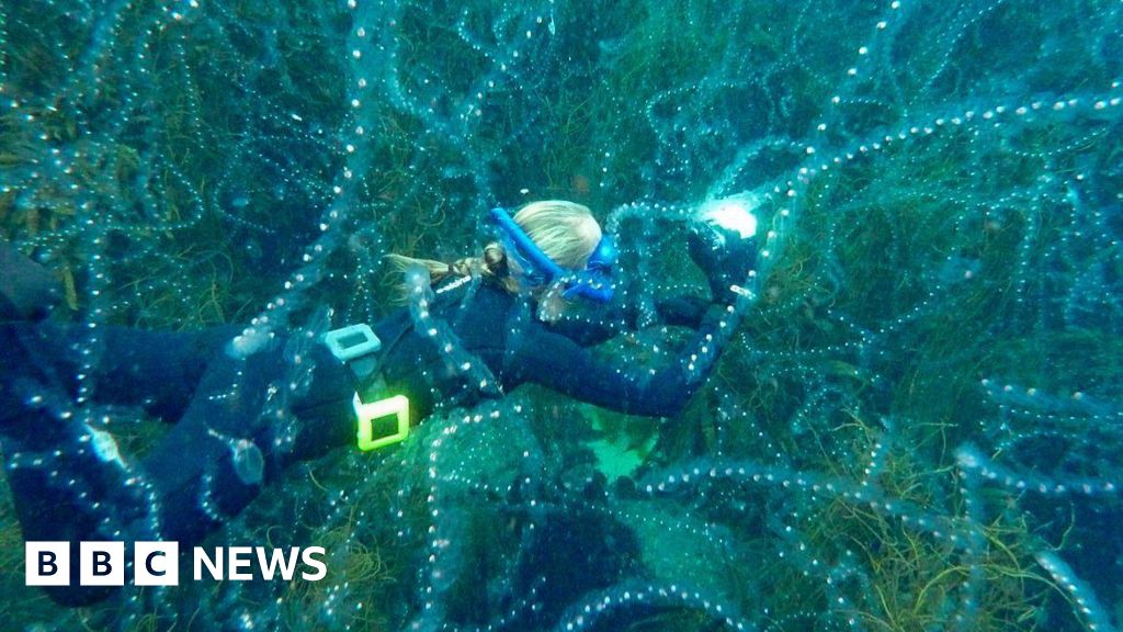35970130 7608 11f0 98de 25e3a52c2b89 Record warm seas help to bring extraordinary species to UK waters