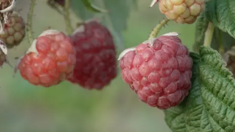 Alongside the heatwave, are we seeing an early autumn in the UK? A close-up image of red healthy-looking raspberries hang on a branch.