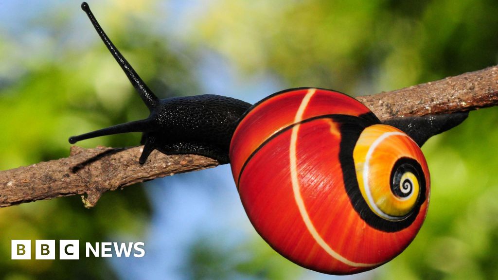 8dec6500 6ed3 11f0 ad0c 035b9044855d Mission under way to save 'world's most beautiful' snails