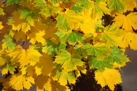 Alongside the heatwave, are we seeing an early autumn in the UK? Getty Images Green and golden autumnal foliage of a Norway maple