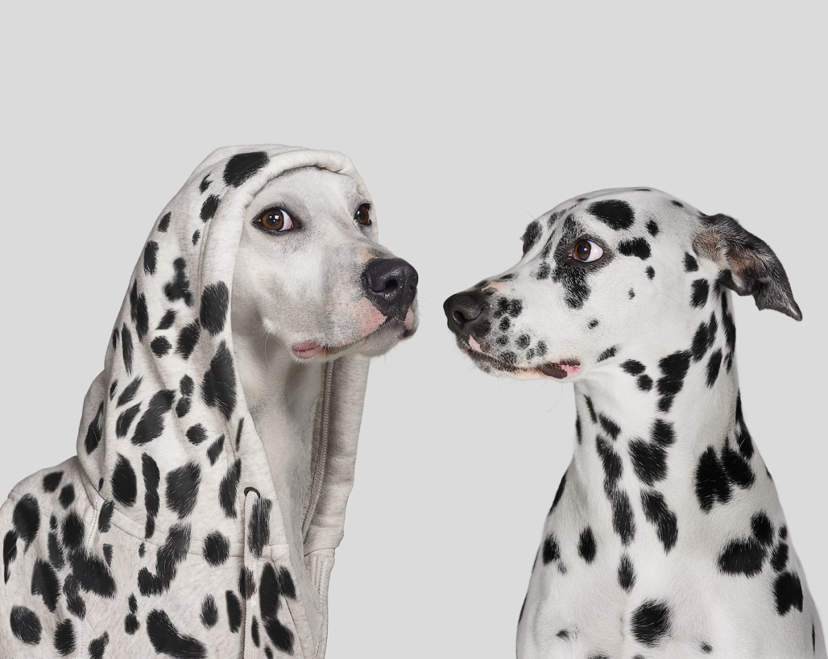 GettyImages 1095167058 Impersonators are targeting companies with fake TechCrunch outreach