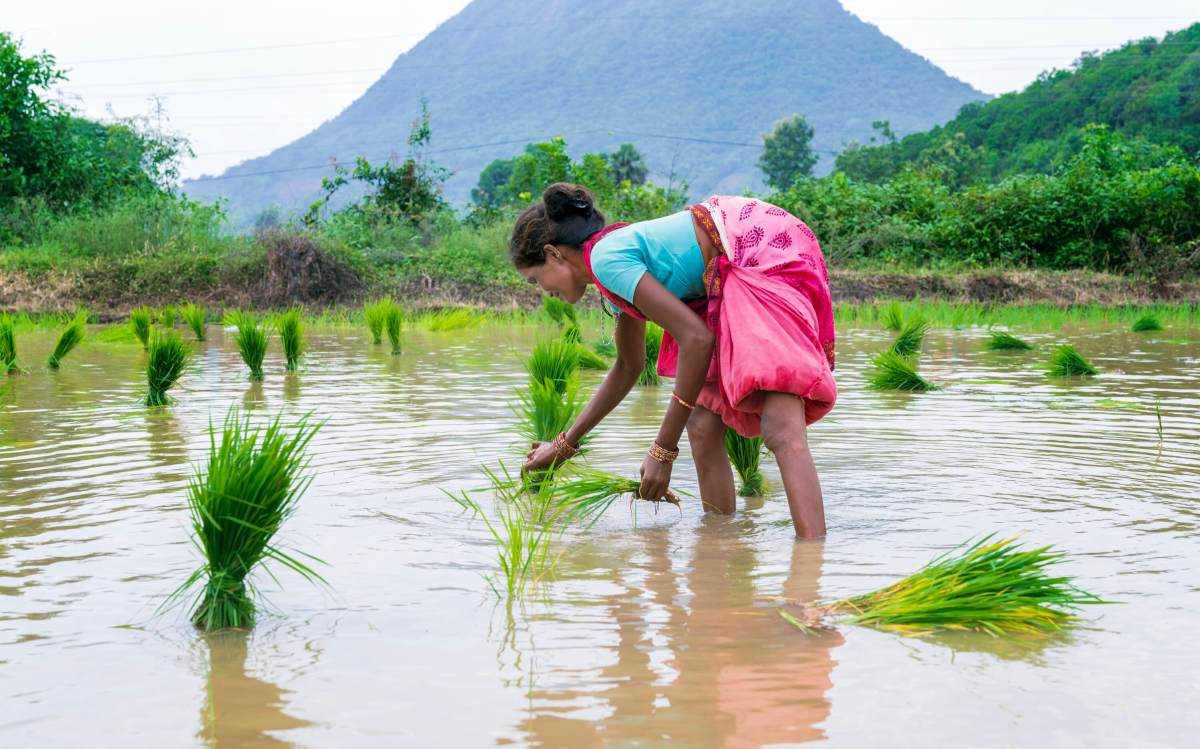 GettyImages 1650855311 How one AI startup is helping rice farmers battle climate change