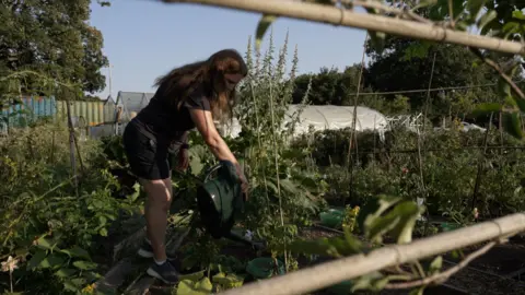 Alongside the heatwave, are we seeing an early autumn in the UK? A woman wearing shorts and t-shirt waters plants in an allotment in Cardiff.