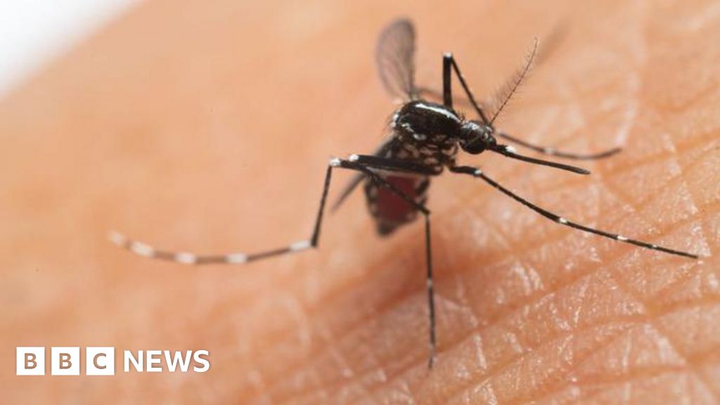 a8169f20 7835 11f0 9116 4d3546f2bbbf UK cases of mosquito-borne chikungunya virus more than double