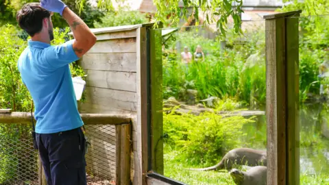 I didn't go to uni Chester Zoo Frazer Walsh in a blue Chester Zoo branded polo shirt throwing food to two otters who are inside a glass enclosure. He has brown hair and a beard.