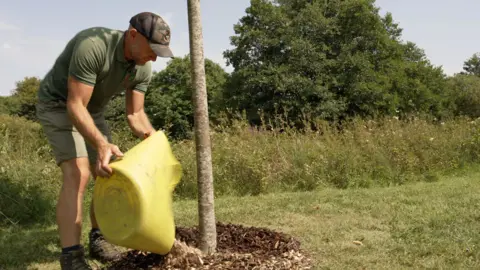 Alongside the heatwave, are we seeing an early autumn in the UK? A man wearing green t-shirt and shorts and a cap pours woodchip and organic material in a circle around a young tree, with a large yellow bucket.