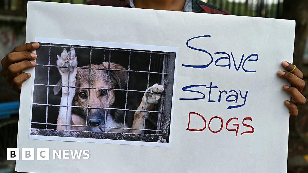 b688eac0 7f21 11f0 a851 ef9f43f308ac India's Supreme Court says Delhi stray dogs will not be sent to shelters