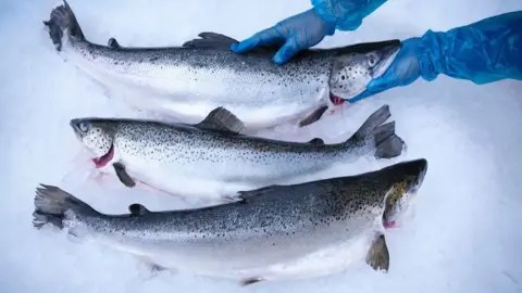 Trump's trade war puts US love for Scottish goods to the test Getty Images Three large salmon lie parallel to each other lengthways on a bed of ice. the top fish is being handled by someone wearing blue plastic gloves.