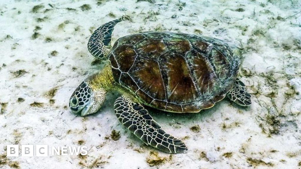 d143e3e0 7221 11f0 843e eb3da839c0e3 Great Barrier Reef suffers worst coral decline on record