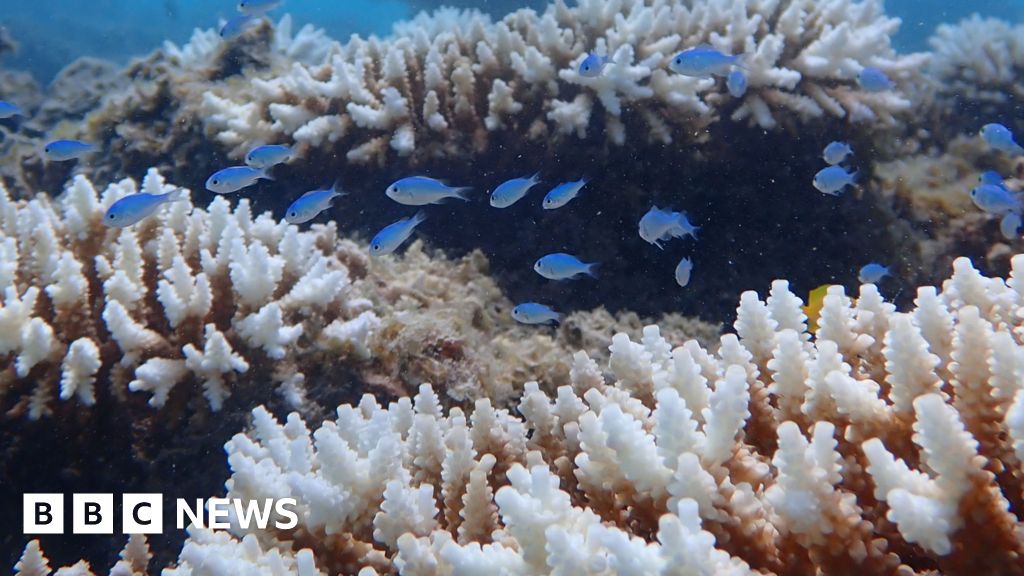 d255b420 7726 11f0 a975 cb151ca452f4 Worst coral bleaching on record for Western Australian reefs