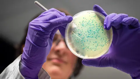 AI designs new superbug-killing antibiotics for gonorrhoea and MRSA Getty Images In the foreground is a round, translucent, petri dish with tiny blue dots of bacterial growth. It is being held by a scientist, out of focus in the background, wearing a pair of purple latex gloves and using a fine needle-like implement to manipulate the blue bacterial colonies.