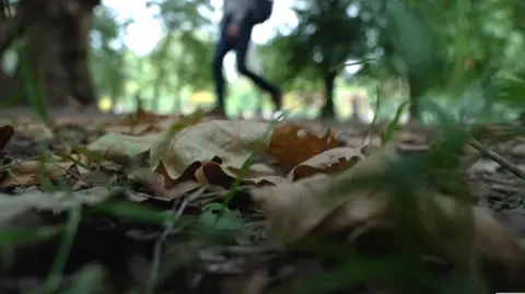Alongside the heatwave, are we seeing an early autumn in the UK? Getty Images Brown leaves lie on the ground in a park.