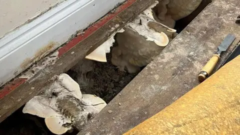 30,000 homes fitted with botched insulation under government schemes, ministers admit A carpet lifted up to reveal a missing floorboard with white marshmallow-like fungus growing underneath