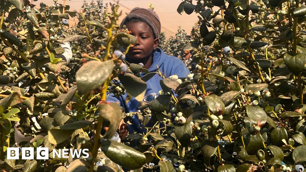 e155a830 9a4a 11f0 97bc a980e58f8f49 Zimbabwe's blueberries to get zero-tariff access to Chinese market