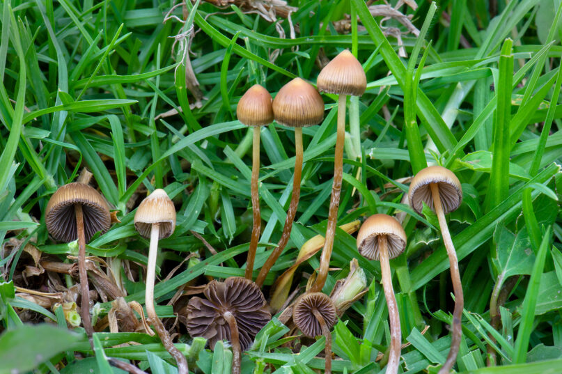 webRNS Psilocybe mexicana1 101223 Religious freedom for psychedelic users? Not without Indigenous truth.
