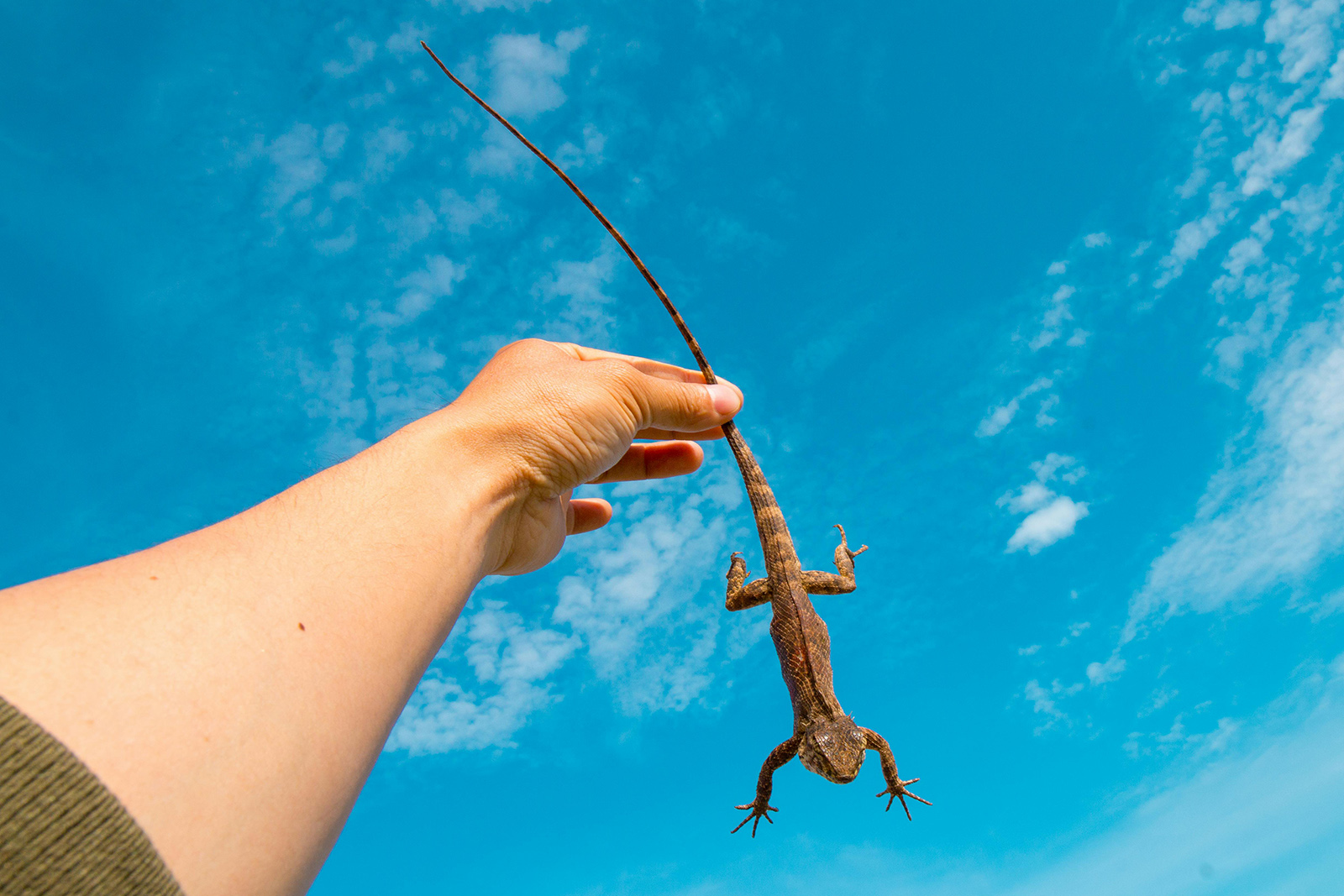 webRNS Yom Kippur Lizard1 To atone this Yom Kippur, you must drop your lizard