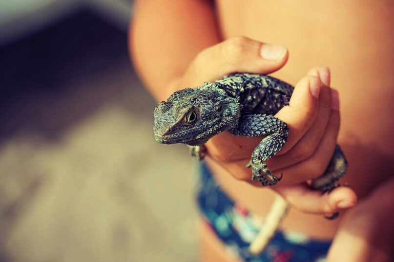 webRNS Yom Kippur Lizard2 To atone this Yom Kippur, you must drop your lizard