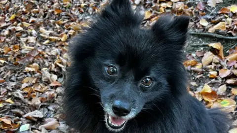 Pet owners say they are forced to cut back on food to afford vet bills Dee Terry Bilbo, a black fluffy dog sits amongst the autumn leaves. He smiles at the camera.