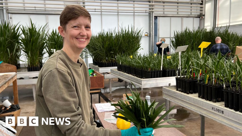 88482cf0 af3e 11f0 a743 017a38be2260 Somerset date growers hope to turn desert green as new lab opens