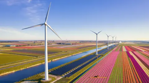 Netherland's renewables drive putting pressure on its power grid AFP via Getty Images Solar panels and wind turbines beside fields of tulips in the Netherlands