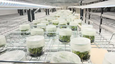 Somerset date growers hope to turn desert green as new lab opens Green date plants in dozens of small circular plastic containers in a long line. They are sat in a lab, with lighters running above them.